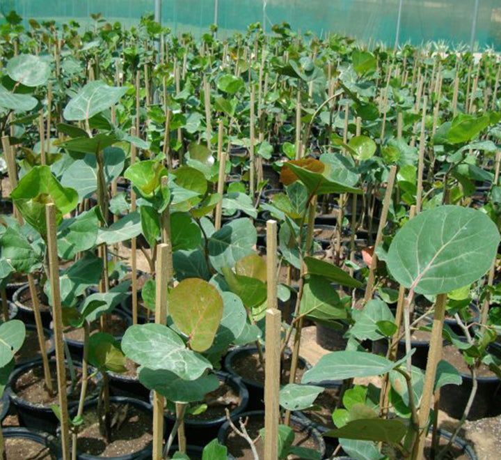 Coccoloba uvifera or Sea Grape