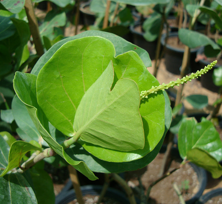 Coccoloba uvifera or Sea Grape