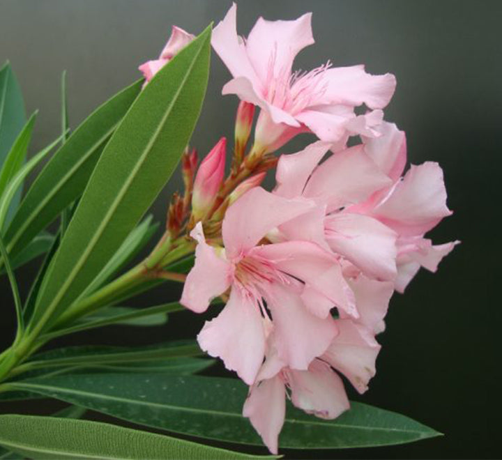 Oleander "Nerium Oleander"