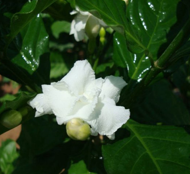 Tabernaemontana divaricata, crape jasmine
