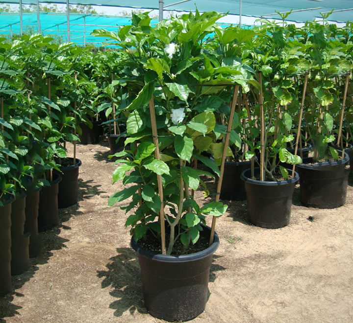 Tabernaemontana divaricata, crape jasmine