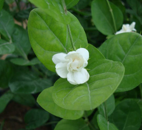 Jasminum sambac "The Arabian Jasmine"