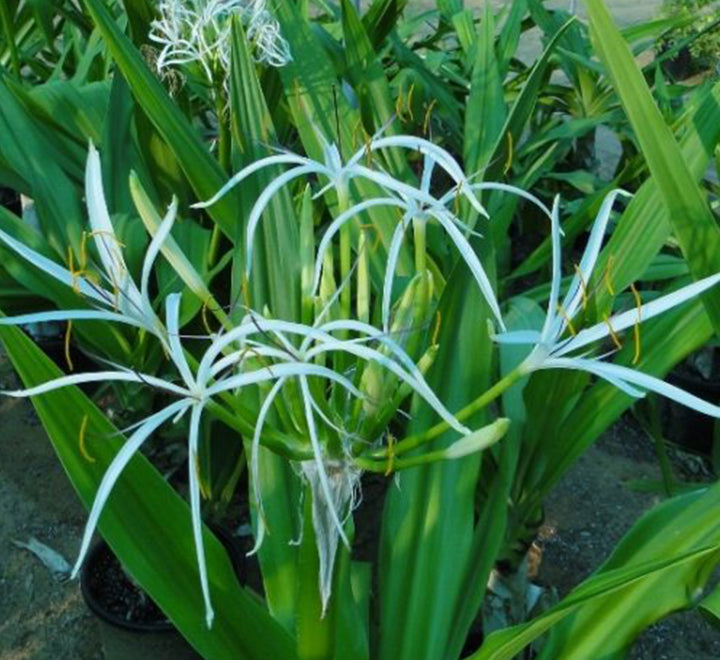 Crinum asiaticum "Spider lily or Seashore lily"