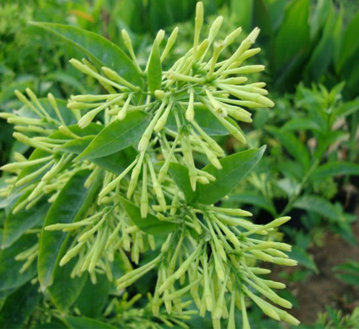 Cestrum nocturnum "Night Queen or Night-blooming jasmine"