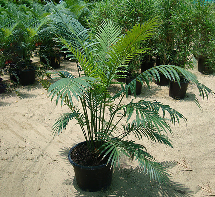 Cycas Circinalis "Queen Sago"