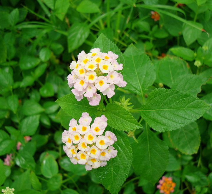 Lantana camara "Pink"