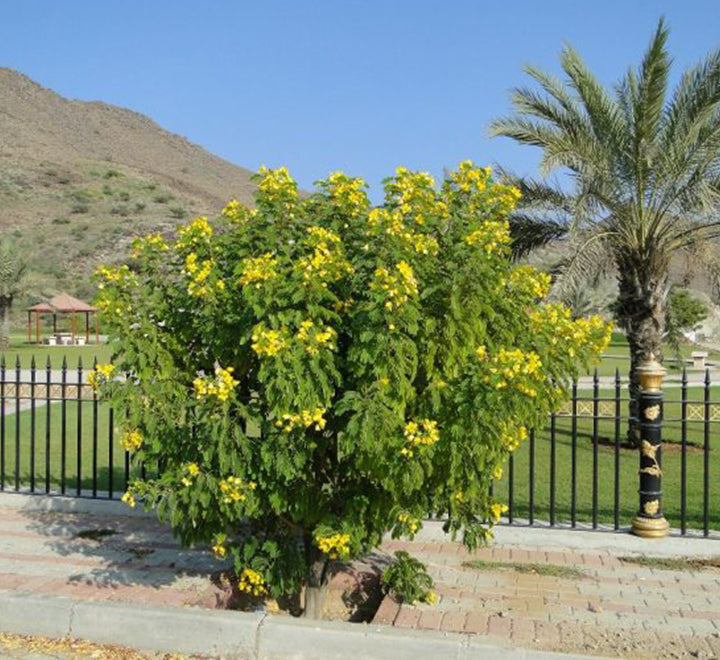 Cassia surattensis "Scrambled Egg Plant"