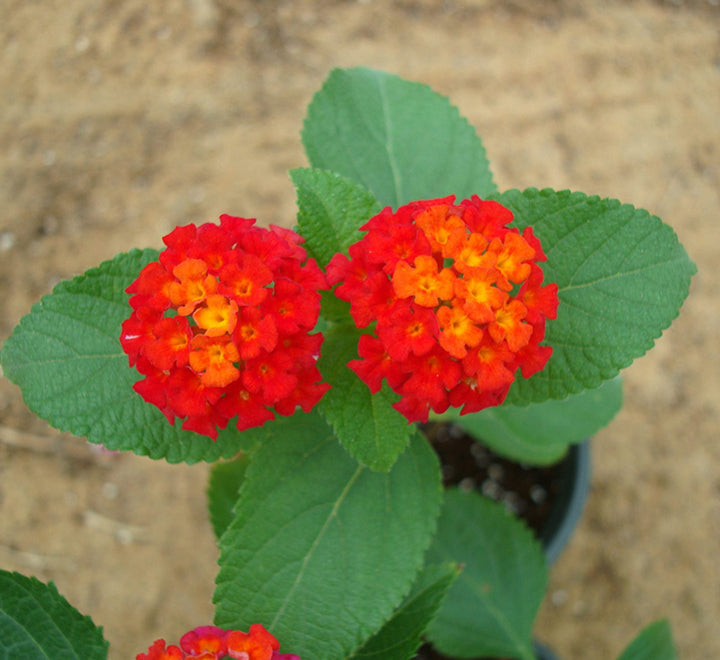 Lantana camara "Red Sage" 30-40cm