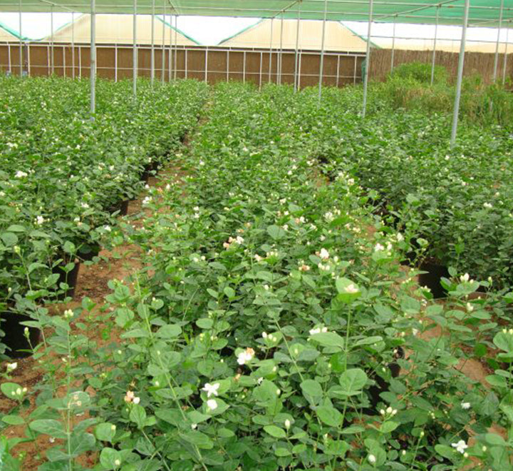 Jasminum sambac "The Arabian Jasmine"