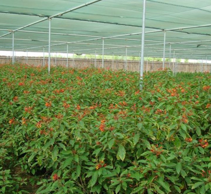 Hamelia patens "Fire Bush" 50 - 70cm Height