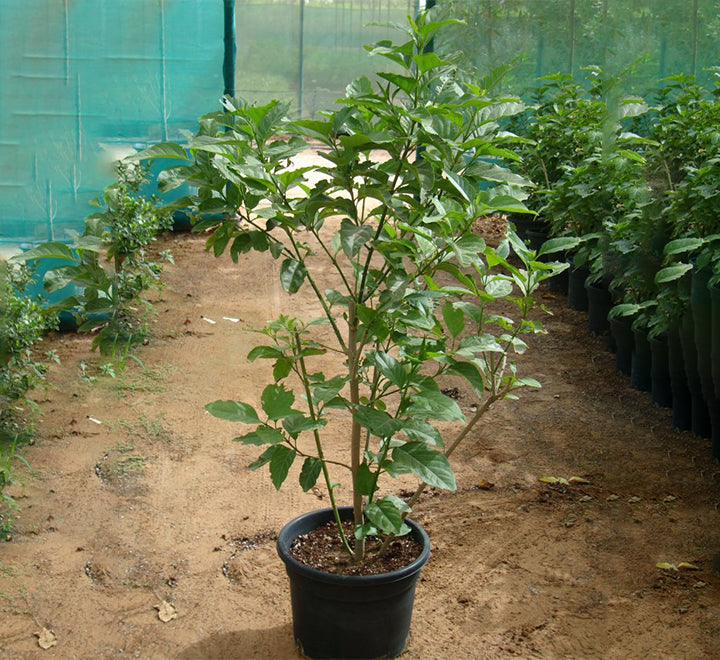 Cestrum diurnum or Day King