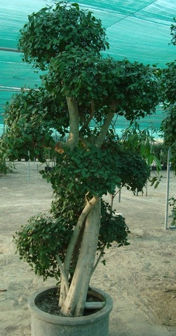 Ficus diversifolia "Three Heads"