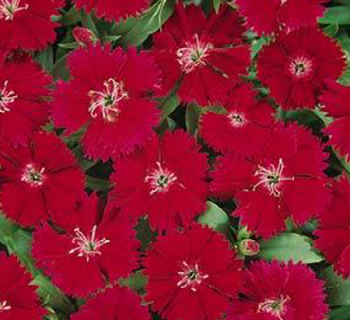 Hanging Dianthus Caryophyllus "Carnation or Clove Pink"