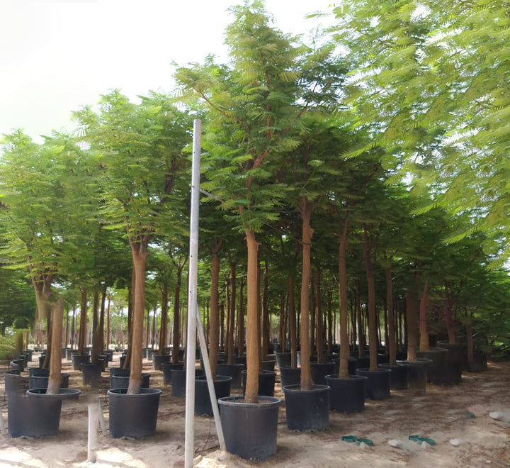 Delonix regia, Flame Tree or Royal Poinciana