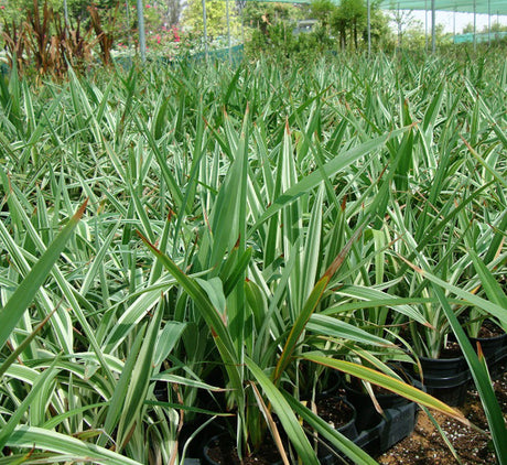 Dianella tasmanica "Variegata" or Tasman Flax-lily