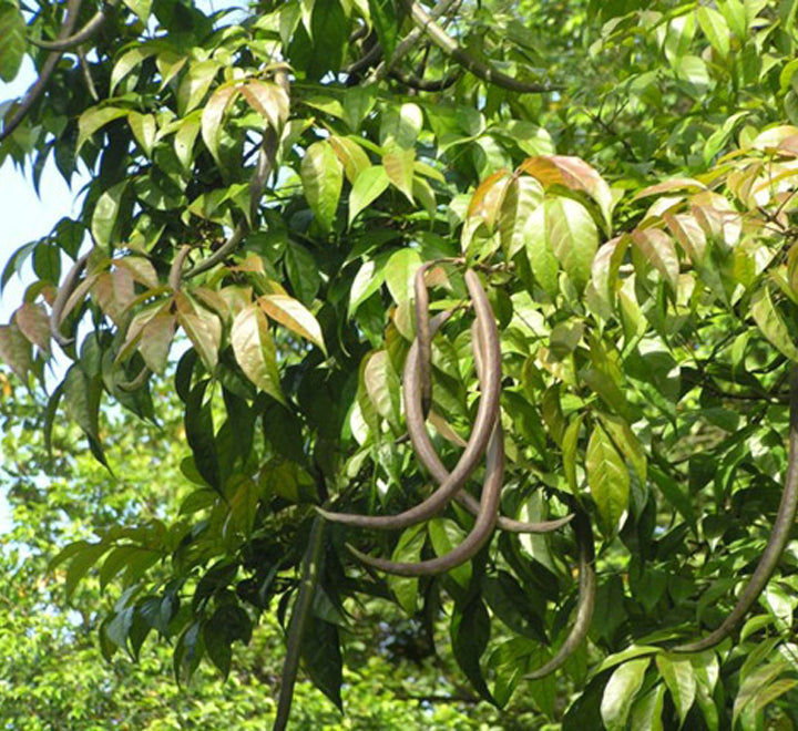 Dolichandron spathacea Or Mangrove Trumpet Tree 2.5m