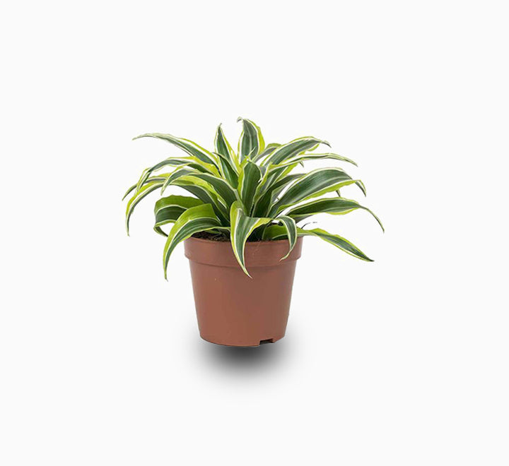 Dracaena Lemon Lime Mini