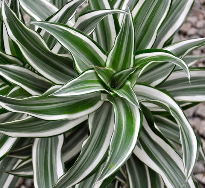 Dracaena fragrans deremensis "Warneckei"