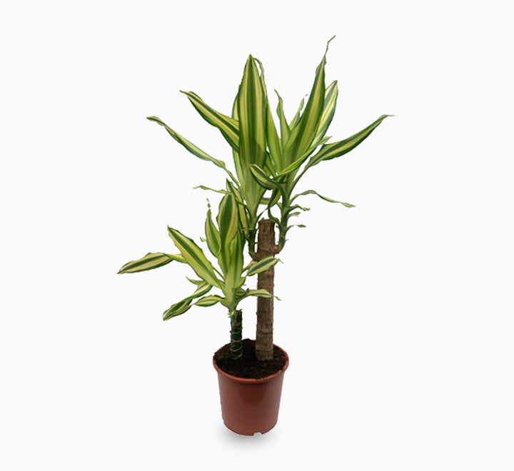 Dracaena fragrans "Yellow Coast"