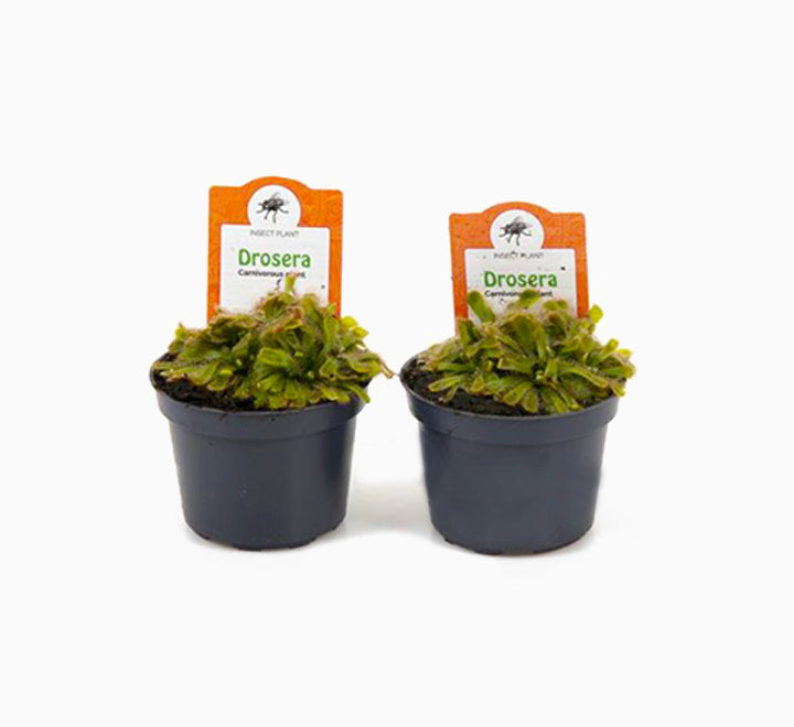 Drocera aliciae or Alice Sundew