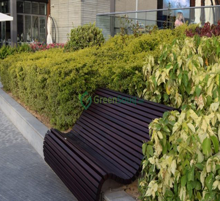 Duranta repens, Duranta Gold or Golden Dew Drop 30-40cm