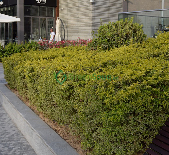 Duranta repens, Duranta Gold or Golden Dew Drop 30-40cm