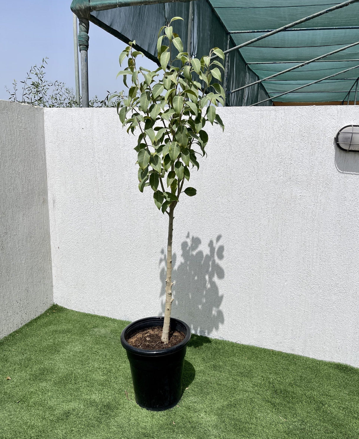 Ficus infectoria-virens "White Fig"