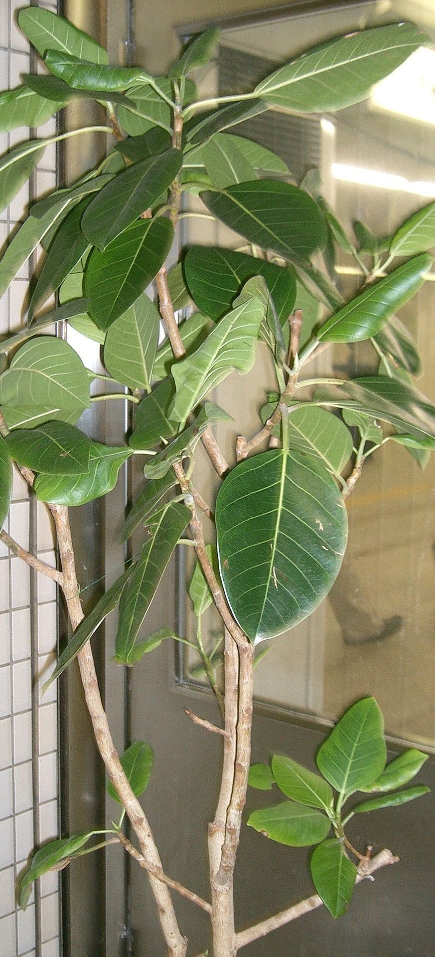 Ficus Altissima "Council Tree"