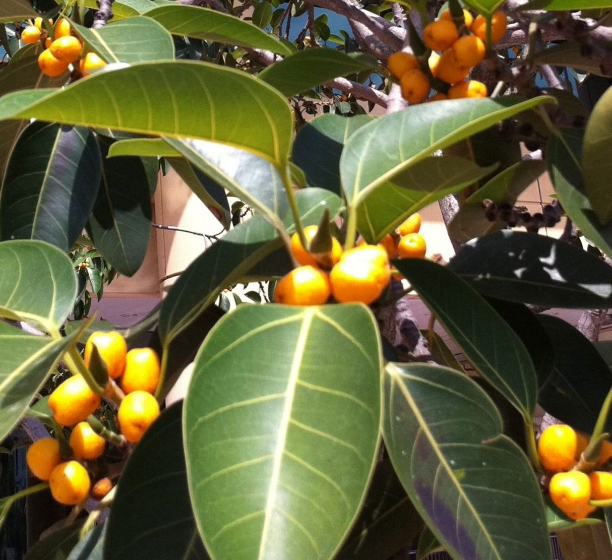 Ficus Altissima "Council Tree"