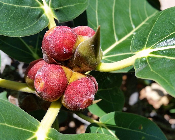 Ficus Benghalensis "Banyan Fig"