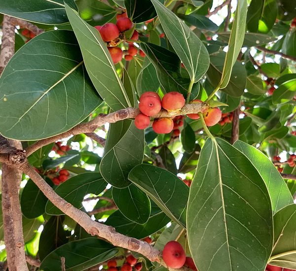 Ficus Benghalensis "Banyan Fig"