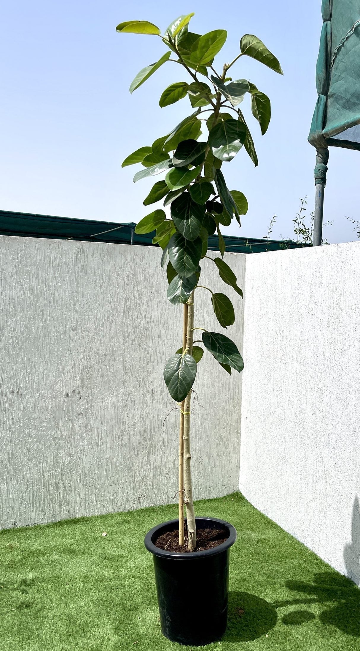 Ficus Benghalensis "Banyan Fig"
