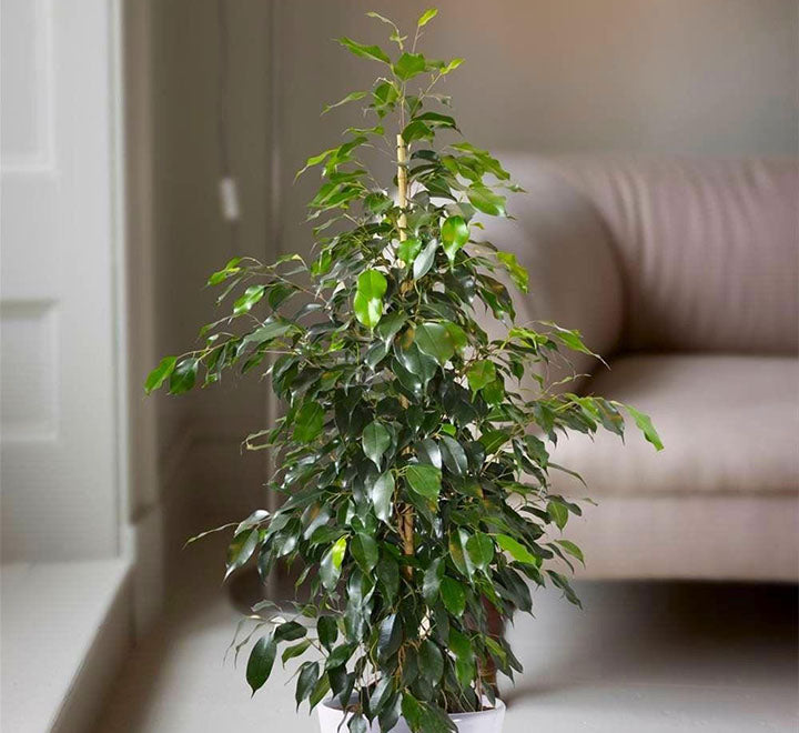 Ficus benjamina 'Danielle' Holland