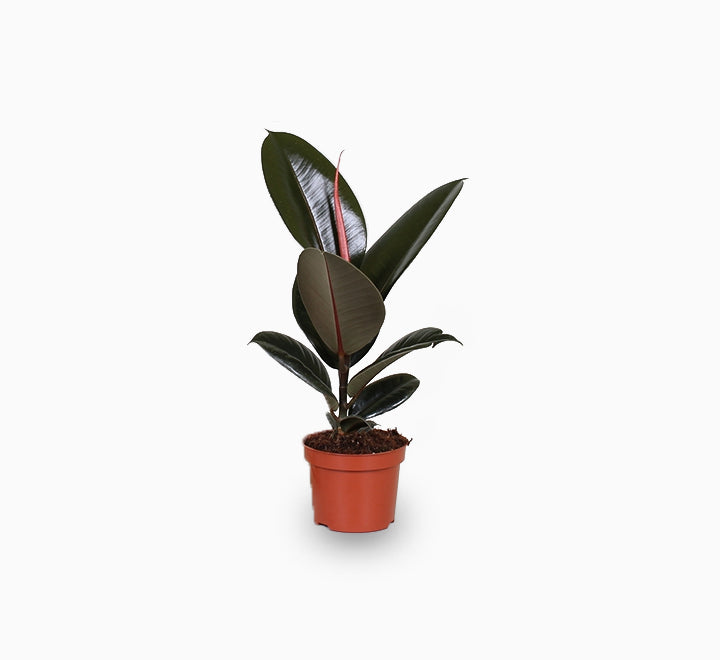 Ficus elastic Abidjan 30 – 40cm