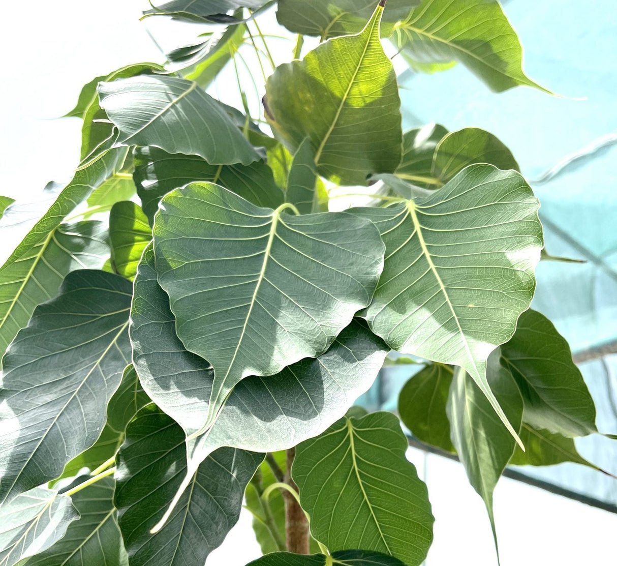 Ficus religiosa "Sacred Fig Tree"