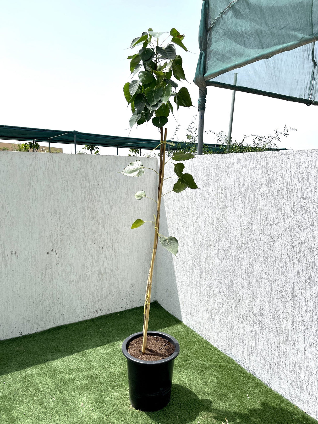 Ficus religiosa "Sacred Fig Tree"