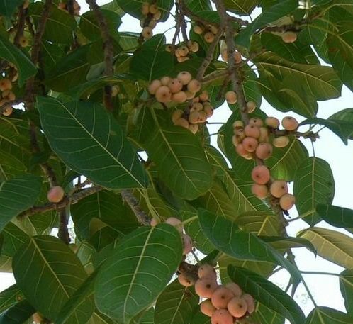 Ficus infectoria-virens "White Fig"