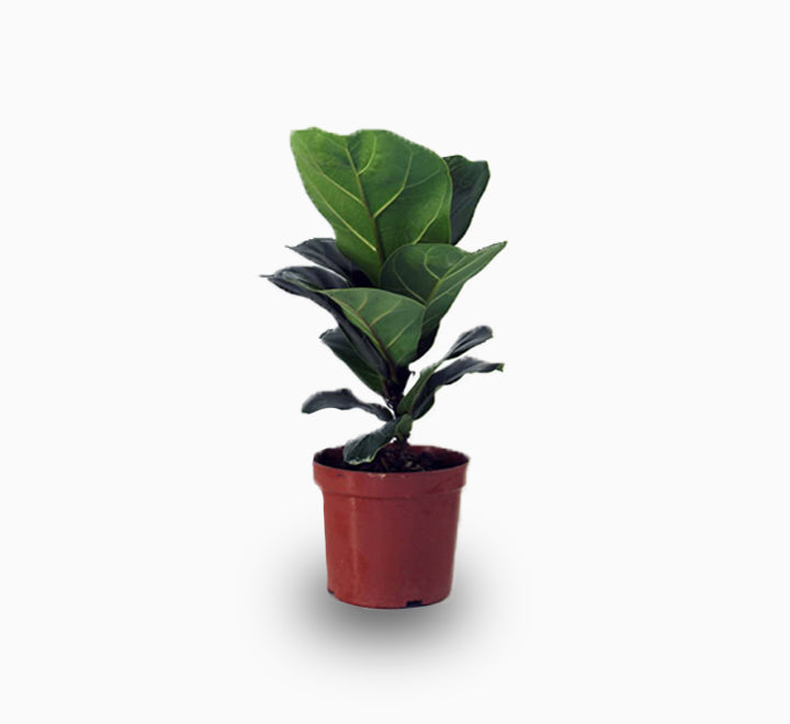 Fiddle Leaf Mini