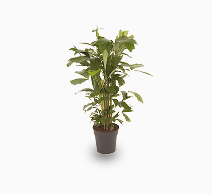 Fishtail palm 120 - 140cm