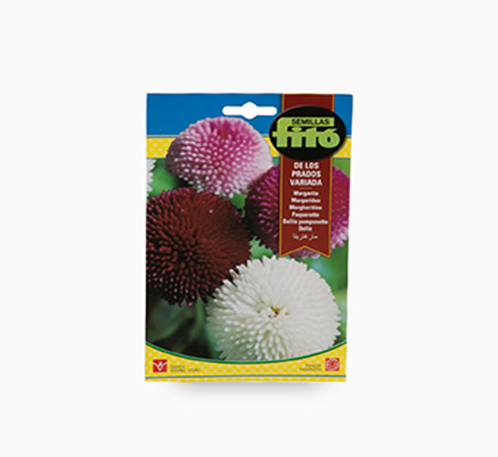 Fito Bellis Pomponette Flower Seeds