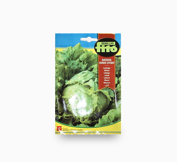 Lettuce 'Webbs Wonderful' - Fito Seeds