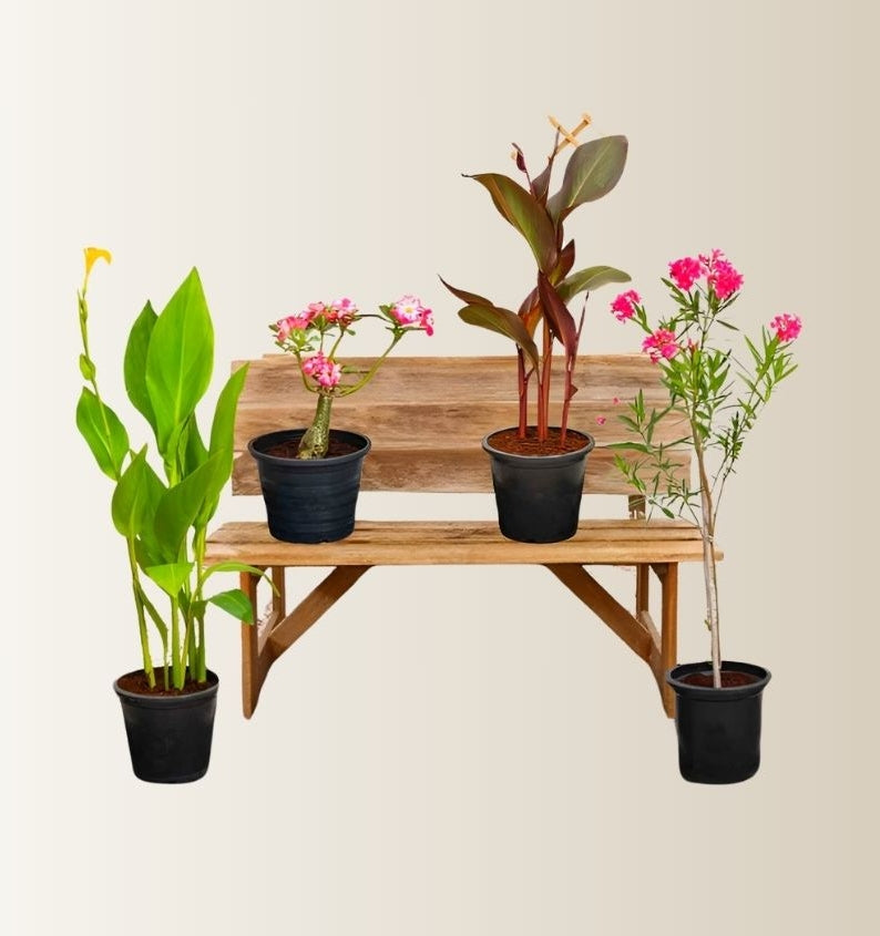 Flowering Plant Bundle (Desert Rose 50-60 cm | Oleander 60-80 cm | 2xCanna Lily 30-50cm)