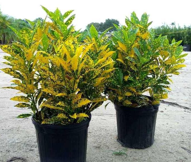 Croton Gold Dust "Codiaeum Variegated Gold Dust" 0.4-0.5m