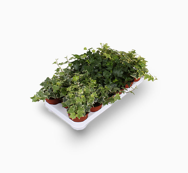 Hedera helix or English Ivy "Mixed Per Plant" 10-15cm