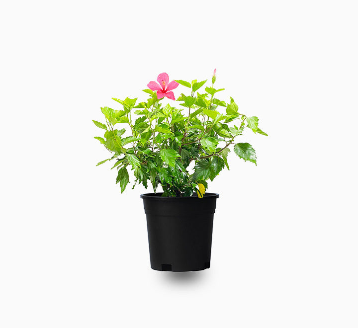 Hibiscus rosa sinensis Red