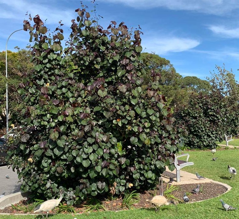 Hibiscus tiliaceus Rubra "Red Beach Hibiscus" 0.8-1.0m