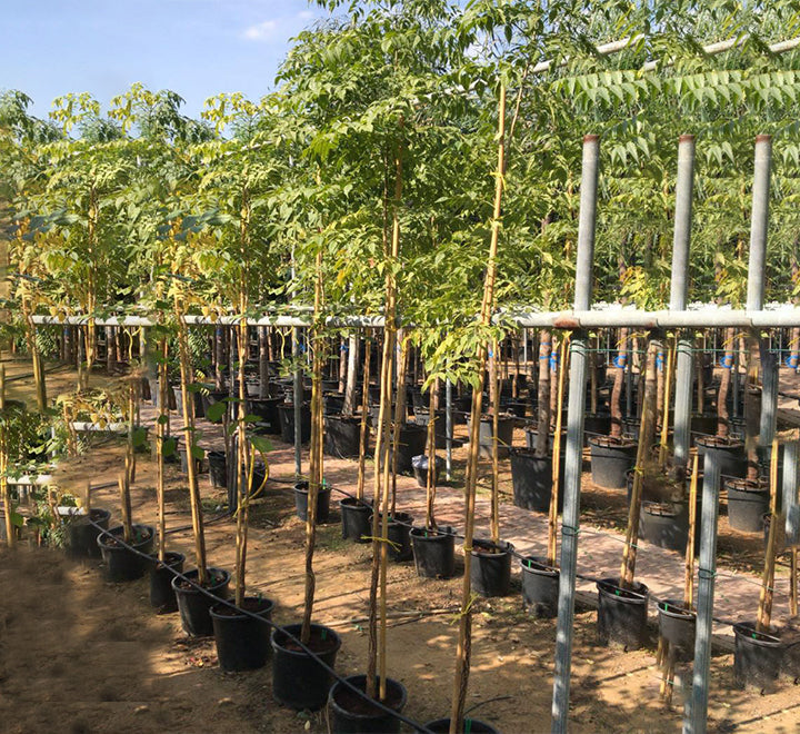 Azadirachta indica "Neem Tree"