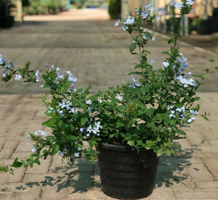 Plumbago capensis Or The Blue Plumbago 40 - 50cm