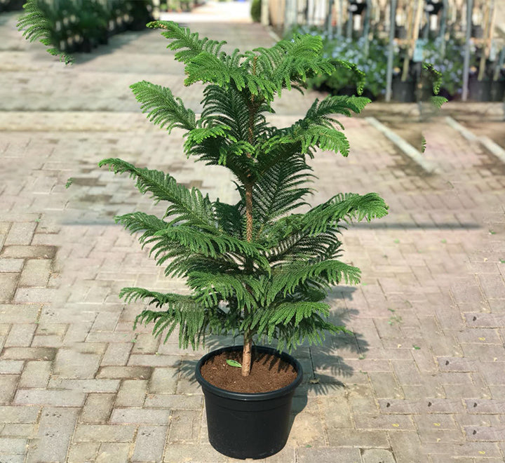 Araucaria heterophylla (Norfolk Island Pine)