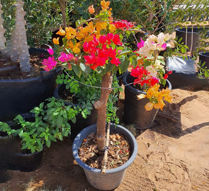 Bougainvillea Specimen "Single Head"